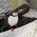 puffin_atlantic_msi_h_1243_can2550.jpg